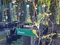 Fruit Trees Fruit (6) thumb