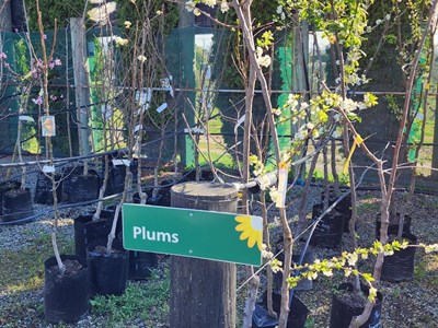 Fruit Trees Fruit (6)