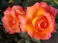 Roses 20221028 104735 thumb