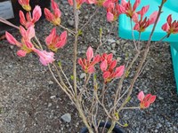 Rhododendrons /Azaleas Azaleas thumb
